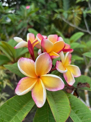 Plumeria rubra 'Penang Peach' — Vintage Green Farms with Tom